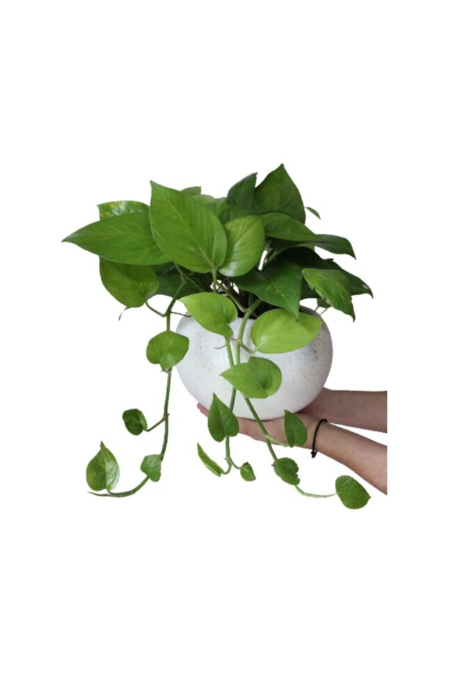 BOA MAC