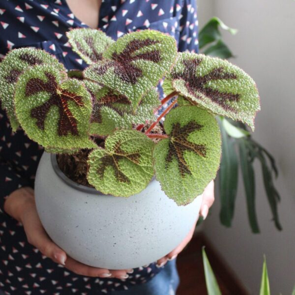 BEGONIA CRUZ DE HIERRO