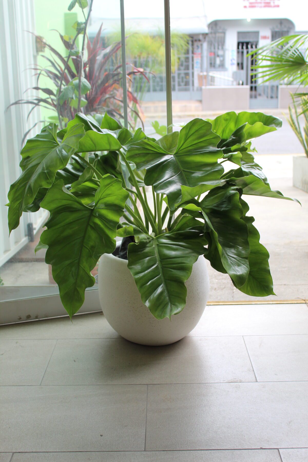 PHILODENDRON WILSONII EN MACETA ESFERA FV