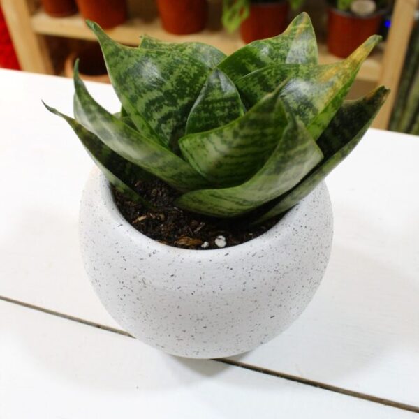 SANSEVIERIA ENANA VER