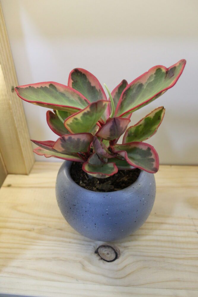 PEPEROMIA ROSA IMG_9724 (4)