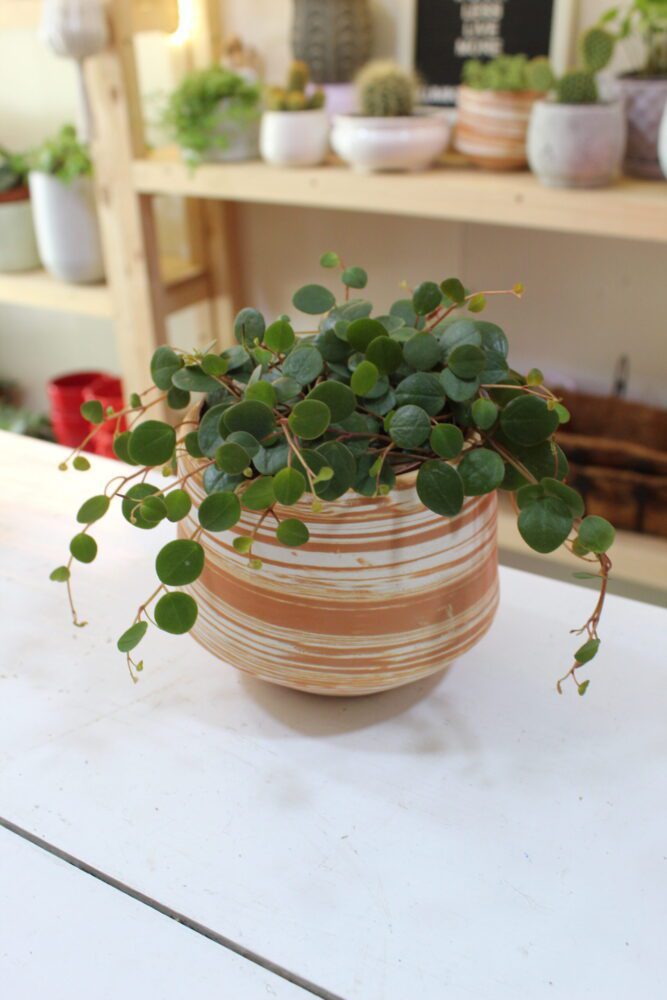 PEPEROMIA PEPPERSPOT IMG_0247