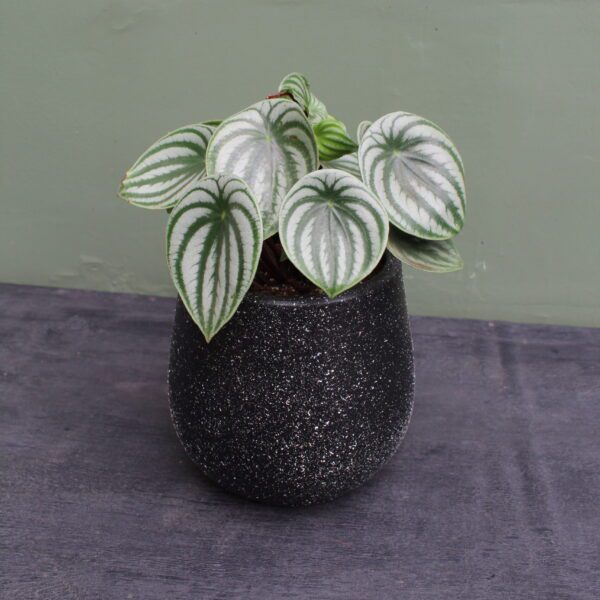 PEPEROMIA WATERMELON + MAC GOTA