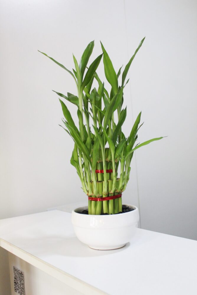 bambu bowl IMG_1054