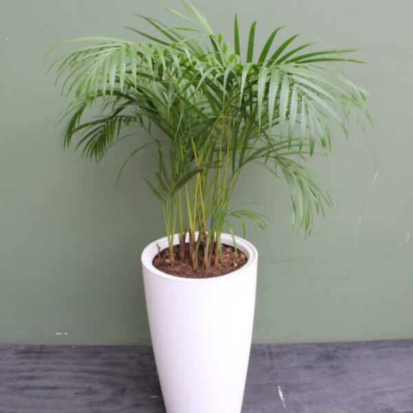 PALMERA HAWAIANA EN MAC LUJAN