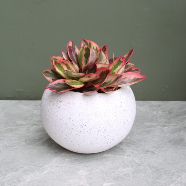 PEPEROMIA ROSA EN MAC ESFERA M