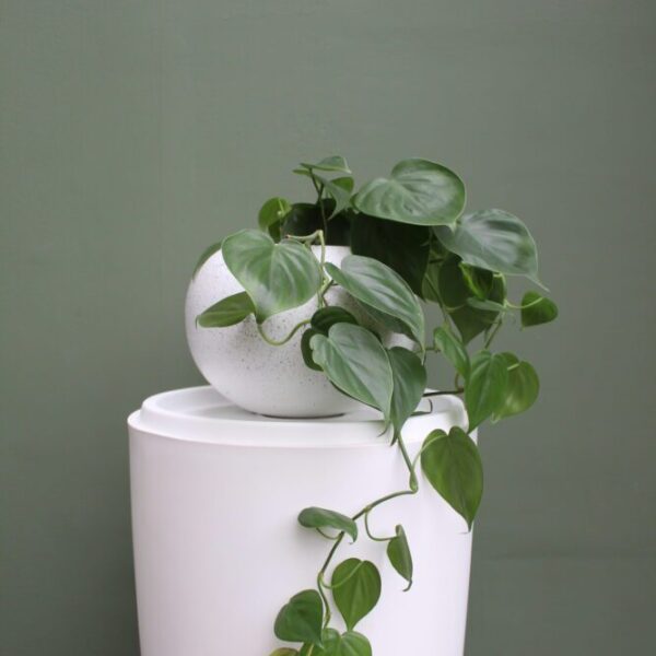 PHILODENDRON VERDE EN MAC ESFERA M
