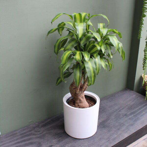 PALO BRASIL+MACETA CILINDRO DE FV