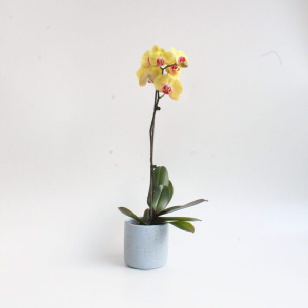 Orquídea Amarilla
