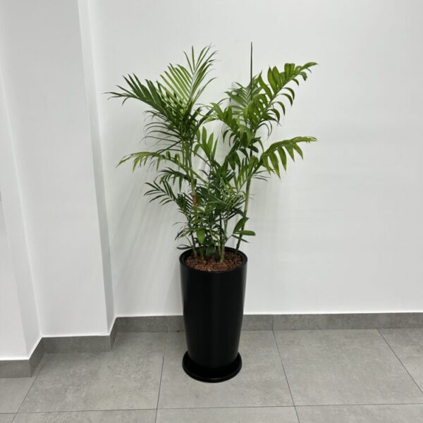 PALMERA BAMBU EN MAC LUJAN