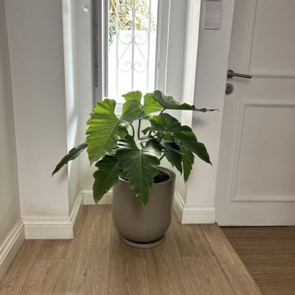 PHILODENDRON WILSONII EN MAC PILLY