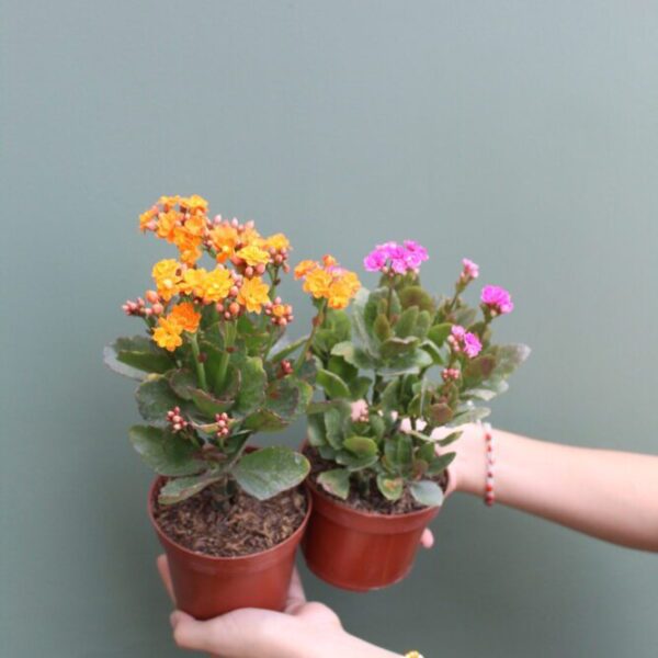 KALANCHOE M1