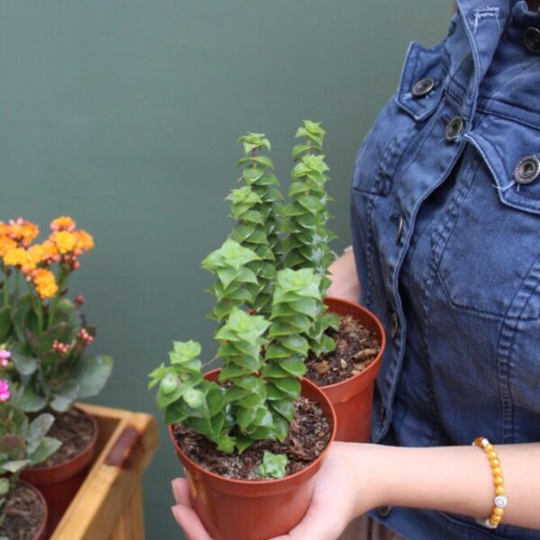 CRASSULA PERFORATA M1