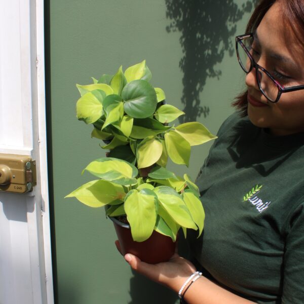 PHILODENDRON BRASIL S