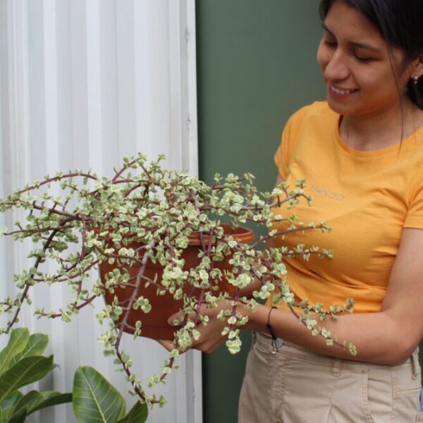 PORTULACARIA AFRA