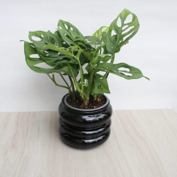 MONSTERA ADANSONII
